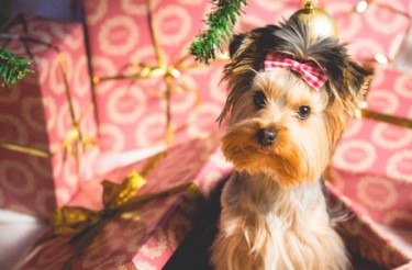 HISTÓRIAS DE NATAL