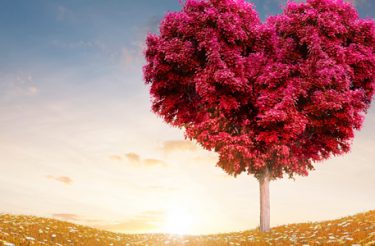 Qual a sua escolha? Que seja sempre o amor (Parábola)
