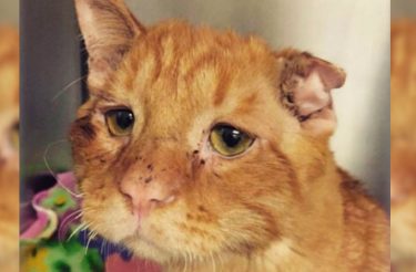 “Gato mais Triste do mundo” é adotado por casal e passa por uma transformação