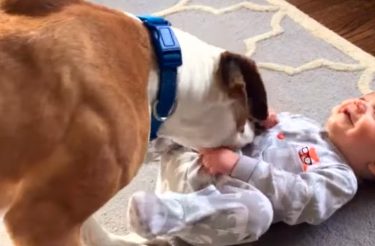 Pausa para Fofura: Cãozinho babá acalma bebê