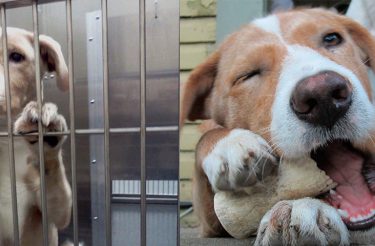 15 fotos de “antes e depois” de animais adotados vão colocar um SORRISO no seu rosto nesse instante!