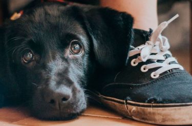 Você sabia que existe um concurso anual de fotos de cães? Confira as melhores imagens!!