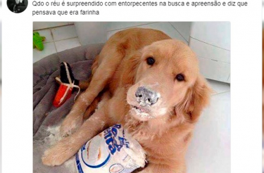 Juíza usa memes com animais fofos para explicar leis e viraliza