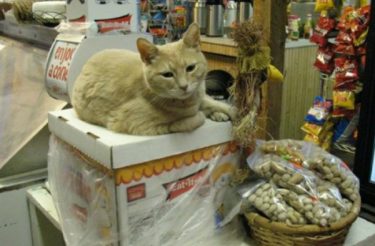 Gato foi eleito para prefeitura de cidade e se manteve no cargo por 20 anos