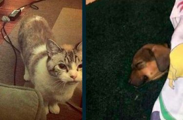 31 fotos GENIAIS de bichinhos que vão te fazer rir :)