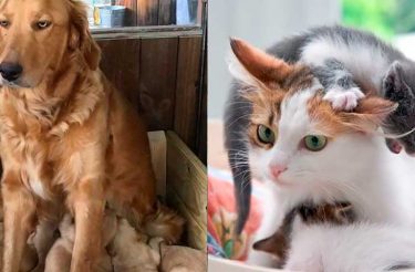 10 Expressões animais que resumem o que é ser mãe
