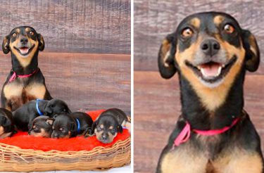 20 mães e pais animais que estão explodindo de orgulho