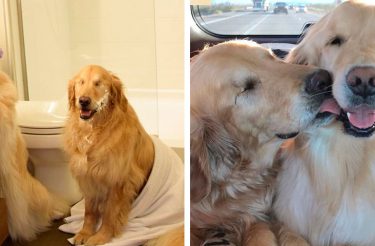 A amizade entre 1 cão cego e sua cão guia [FOTOS]