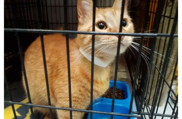 Polícia permite que as pessoas paguem seus bilhetes de estacionamento com ração para gatos abandonados