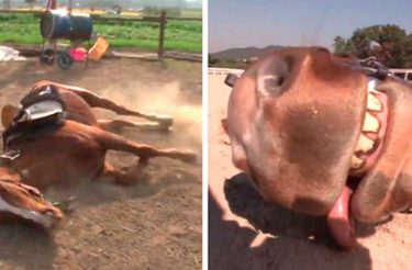 Cavalo preguiçoso finge de morto toda vez que alguém tenta montá-lo