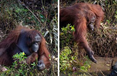 Orangotango surpreende ao tentar salvar guarda florestal