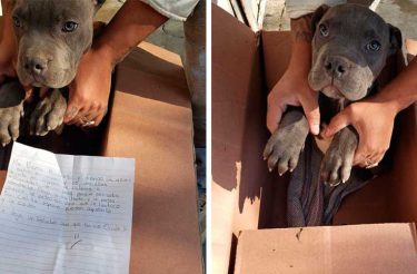 “Aqui está um brinquedo para ele não me esquecer”: menino deixa seu filhote em abrigo para protegê-lo