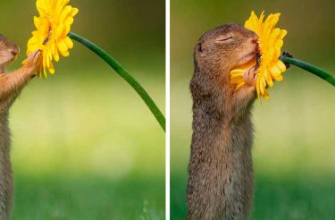 Fotógrafo captura momentos preciosos da natureza quando ninguém está por perto (23 fotos)