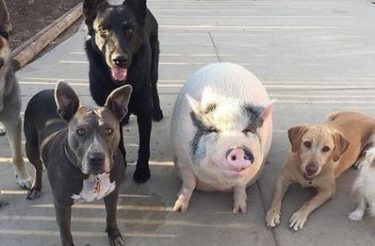 Porco foi criado com 5 cachorros e agora pensa que é um deles
