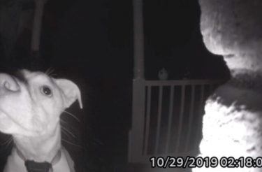 Cachorro toca a campainha às 2h da manhã após ficar acidentalmente do lado de fora