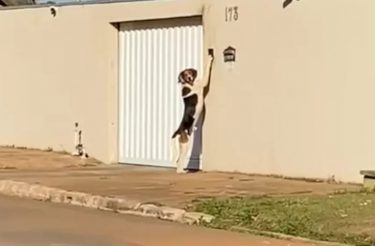 Cachorro aprende a tocar a campainha para entrar em casa e assusta família [Vídeo]