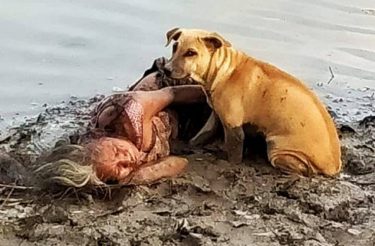 Mulher desmaia às margens de um rio e 2 cães de rua agem como verdadeiros anjos da guarda