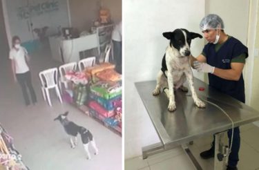 Cachorro ferido vai a clínica veterinária e pede ajuda a profissionais [Vídeo]