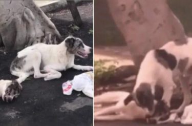 Cão ficou mais de 24 horas com seu amigo atropelado, esperando por ajuda [Vídeo]