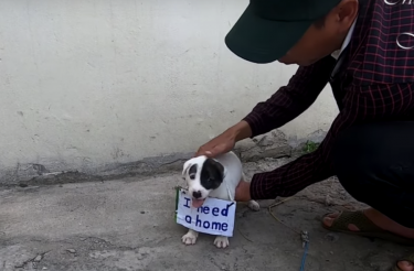 Cachorrinho de 8 semanas é abandonado na rua com placa no pescoço: ‘Eu preciso de um lar’