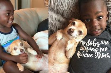 Cão conquista amor de garotinho que foi adotado e tinha pavor de cachorros