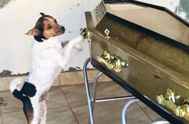 Cachorro sofre pelo falecimento de sua dona e desperta emoção de todos