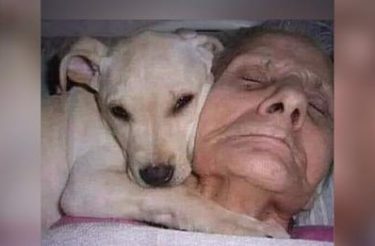 Idosa acorda do coma após 30 dias e diz que seu cãozinho a salvou: ‘Meu anjinho branco’