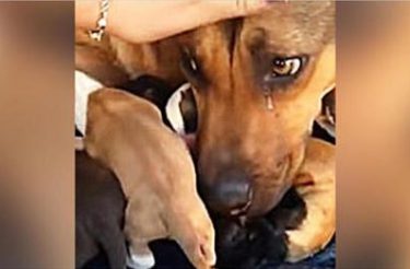 Cachorro não podia conter as lágrimas de emoção por estar segura com seus filhotes [Vídeo]