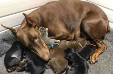 Mamãe doberman adota um gatinho órfão como um de seus filhos [Vídeo]