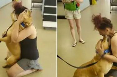 Mulher foi a um abrigo para adotar e encontrou seu cão perdido há dois anos