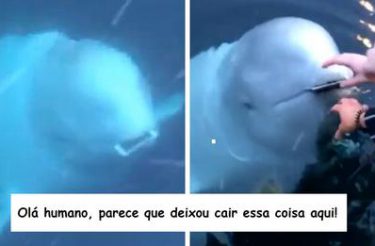 Baleia-branca devolve celular de turista [Vídeo]