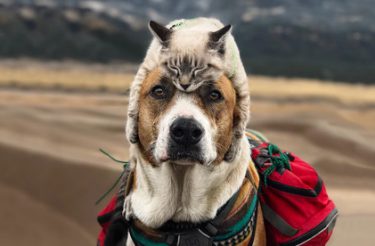 Gato e cachorro amam viajar juntos e suas fotos viralizaram no mundo todo