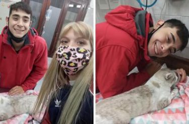 Jovem que atropelou gatinho o leva no veterinário e acompanha sua recuperação