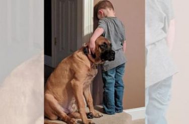 Cachorrinho leal faz companhia para seu pequeno dono que foi colocado ‘de castigo’