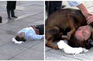 Cachorro de rua corre para interromper uma apresentação para ajudar o ator que fingiu estar ferido