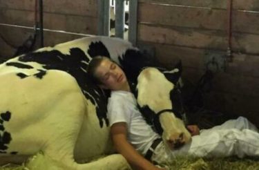 Garoto exausto e sua vaca perdem uma competição, mas ganham a Internet depois de adormecerem juntos