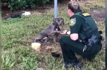 Cachorro amarrado ao poste dá a pata para policial que veio salvá-lo [Vídeo]
