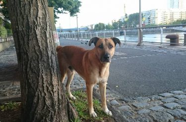 Cãozinho espera por humana 6 meses do lado de fora de aeroporto