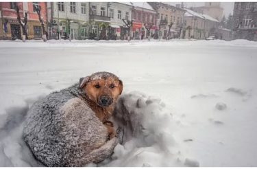 Garota sobrevive a tempestade de neve abraçando cachorro de rua por 18 horas