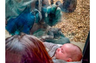 Gorilla leva seu bebê para conhecer a mãe e recém-nascido do outro lado do vidro [Vídeo]