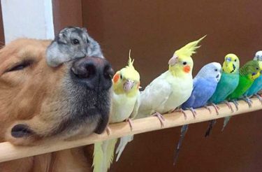 Um cachorro, 8 pássaros e um hamster são os melhores amigos mais incomuns de todos os tempos