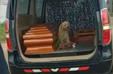 Cão insiste em ficar ao lado de sua tutora, mesmo após o falecimento dela
