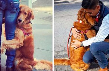 Este cão é obcecado em abraçar todos que encontra na rua