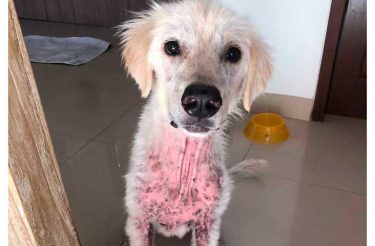 Cão é salvo de terríveis condições e se transforma