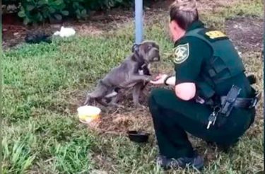 Cachorro amarrado ao poste dá a pata para policial que veio salvá-lo [Vídeo]