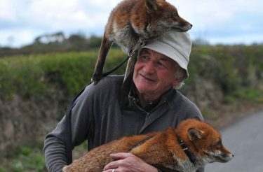 Homem resgata e salva a vida de duas raposas e agora elas se recusam a sair do seu lado