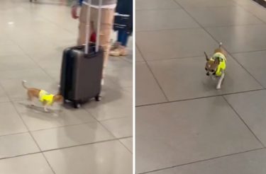 Chihuahua serve como policial antidrogas no aeroporto. Pequeno, mas competente [Vídeo]