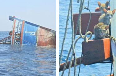 Marinha salva gatinhos sobreviventes e desesperados agarrados a navio afundando