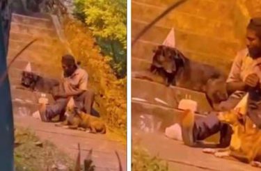 Câmera flagra sem teto dando festa de aniversário para seu cachorro: os únicos amigos que ele tem na vida