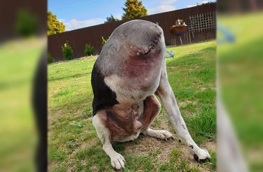 Foto de”cão sem cabeça” viraliza nas redes: a imagem é real, apenas uma ilusão de ótica